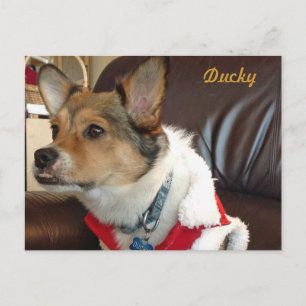 Ducky la postal del perro