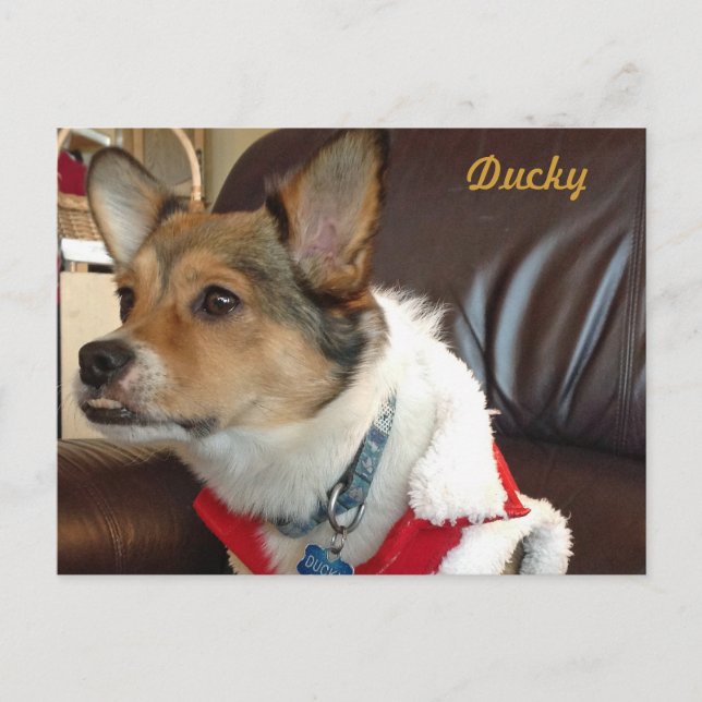 Ducky la postal del perro (Anverso)