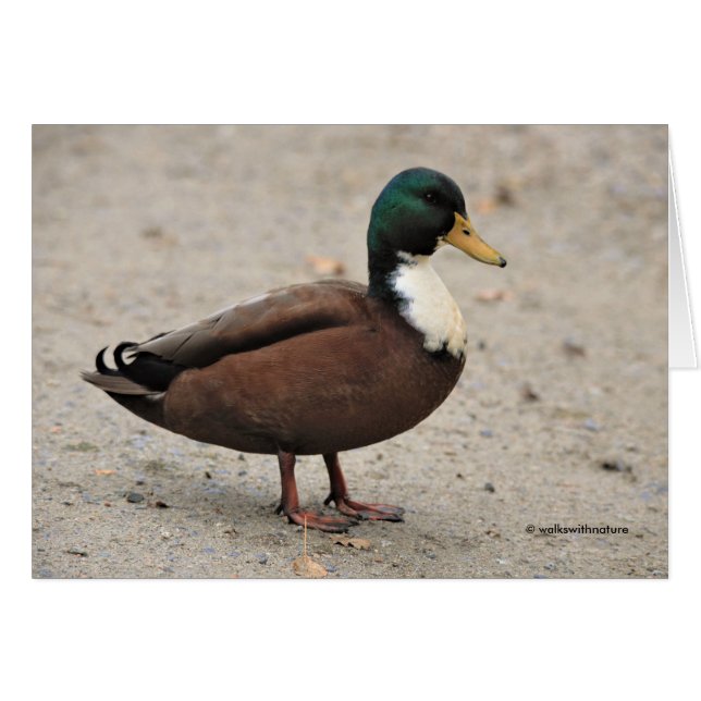 Duclair mallard mestizo mestizo (Anverso (Horizontal))