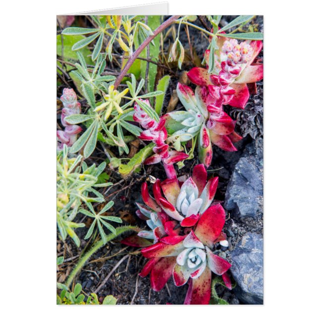 Dudleya costera en Point Reyes National Seashore (Frente)