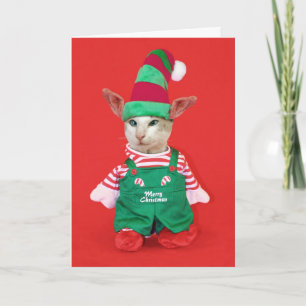 Duende del gato del navidad