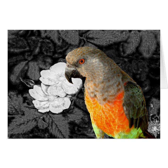 Dukie Duke (Anverso (Horizontal))