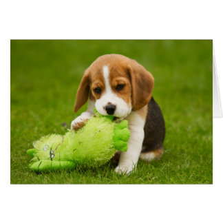 Dulce beagle cachorro con juguete tierno