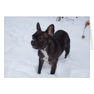Dulce Bulldog francés negro le gusta la nieve
