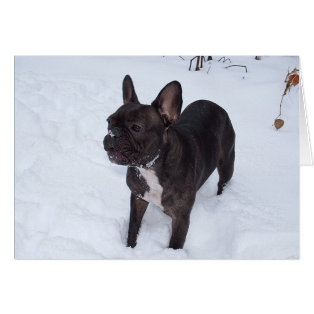 Dulce Bulldog francés negro le gusta la nieve (Anverso (Horizontal))