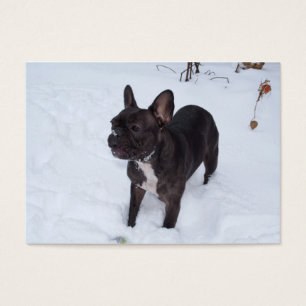Dulce Bulldog francés negro le gusta la nieve