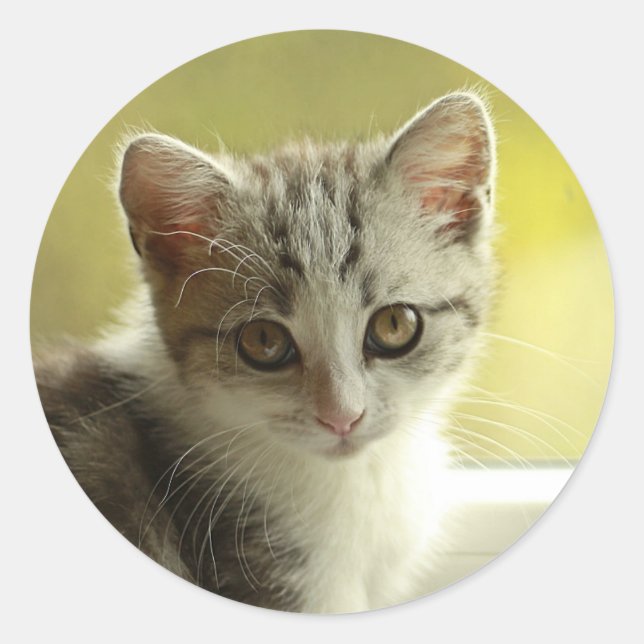 Dulce Cara de Gatito Pegatina Redonda (Anverso)
