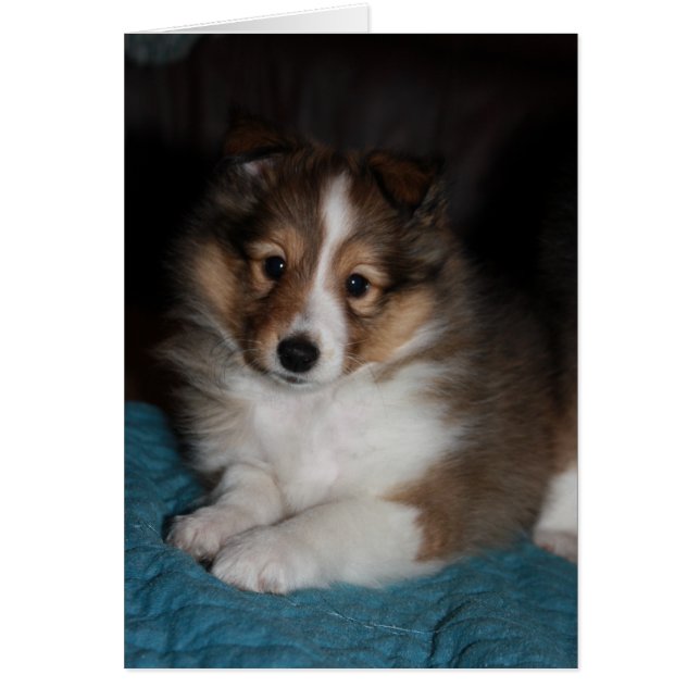 Dulce Cara Sheltie (Shetland Sheepdog) Cachorro (Frente)