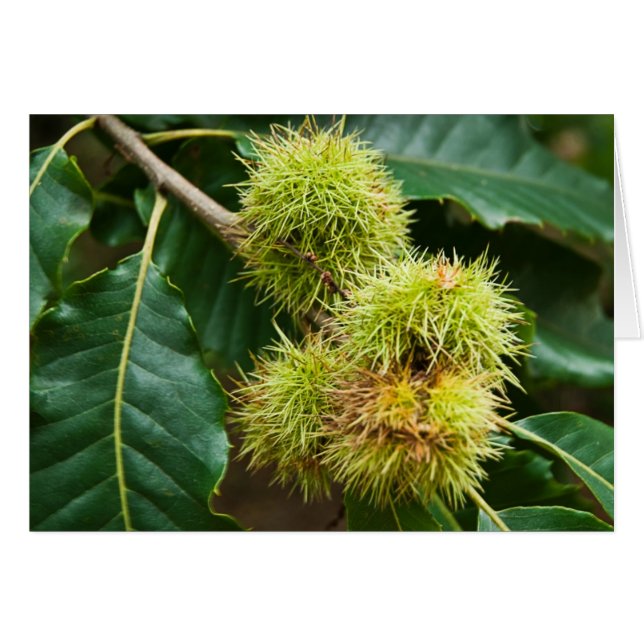 Dulce castaño (Anverso (Horizontal))