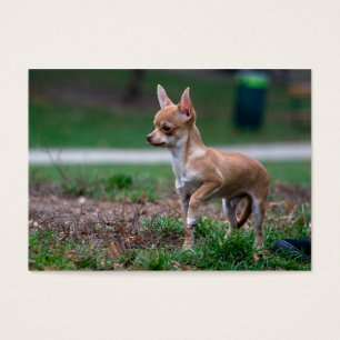 Dulce Chihuahua Puppy Gundog Wannabe