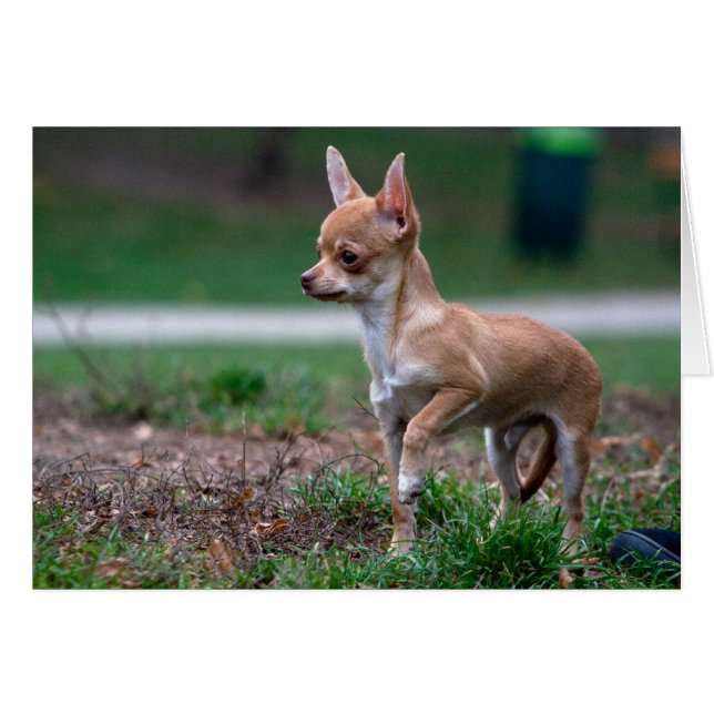Dulce Chihuahua Puppy Gundog Wannabe (Anverso (Horizontal))