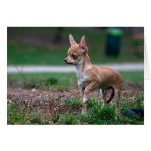 Dulce Chihuahua Puppy Gundog Wannabe