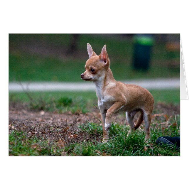 Dulce Chihuahua Puppy Gundog Wannabe (Anverso (Horizontal))