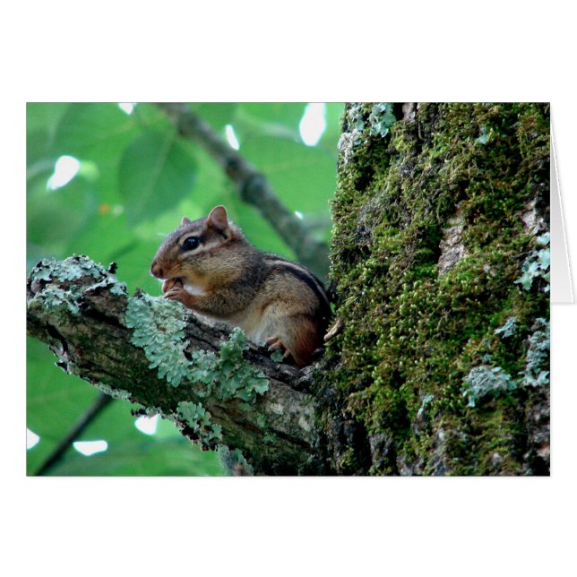 Dulce Chipmunk en ropa de árbol y regalos (Anverso (Horizontal))