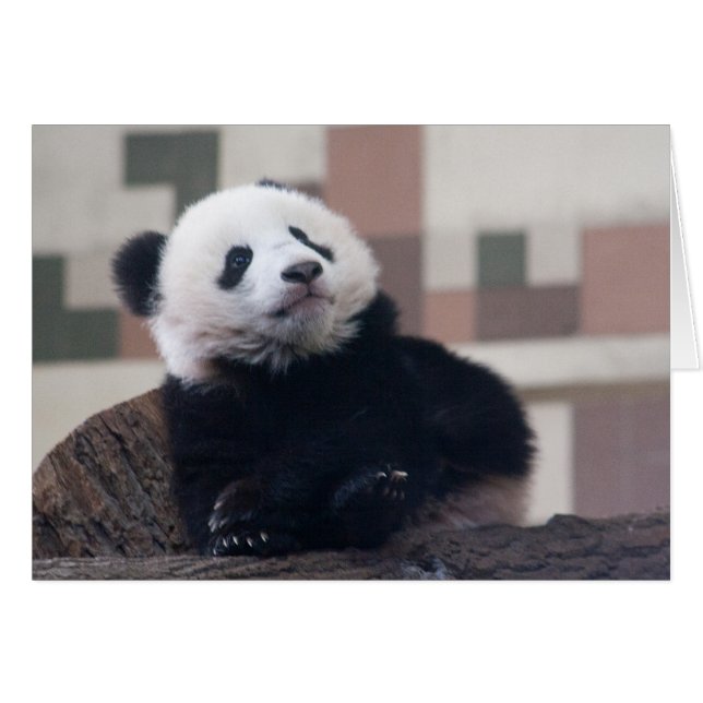 Dulce Giant Panda Baby (Anverso (Horizontal))