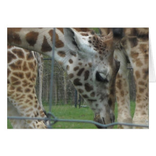 Dulce Giraffe