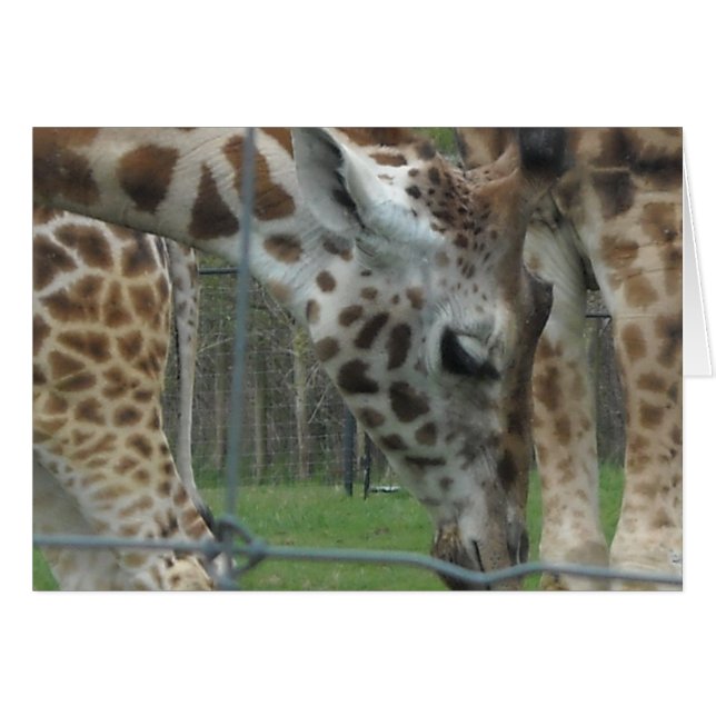Dulce Giraffe (Anverso (Horizontal))