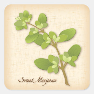 Dulce Marjoram Herb Square Pegatina