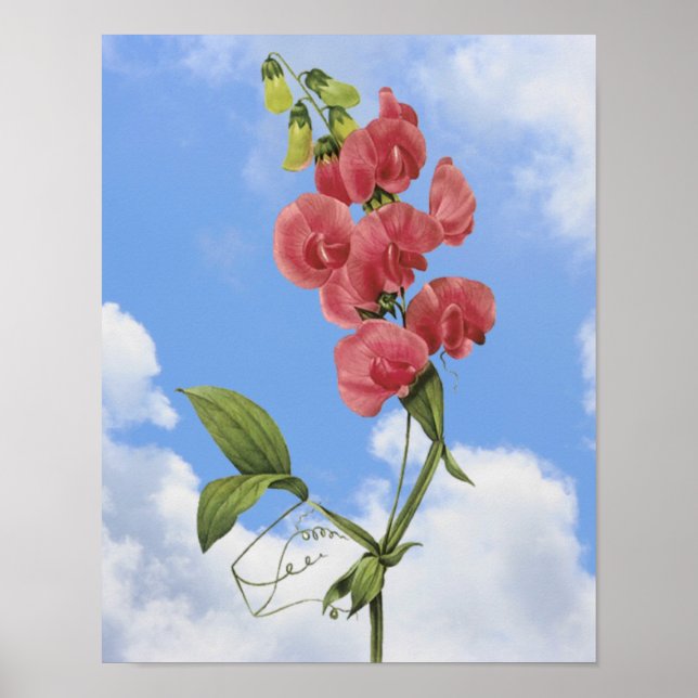 Dulce rosa Pea Poster de Arte Floral (Frente)