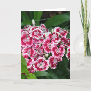 Dulce tarjeta de saludo William Flowers