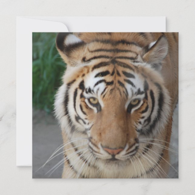 Dulce tigre (Anverso)