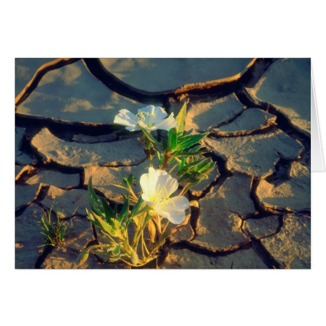 Duna Primrose creciendo a partir de Barro Agrietad (Anverso (Horizontal))