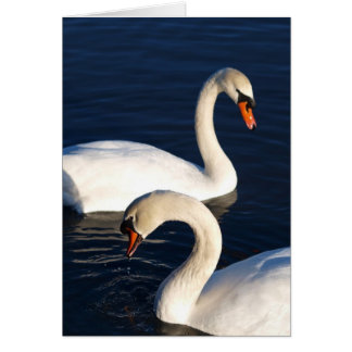 Dúo del cisne