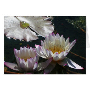 Dúo del lirio de agua
