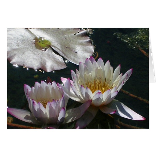 Dúo del lirio de agua (Anverso (Horizontal))
