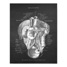 Duodeno Anatomía Arte Gastroenterólogo Decoración
