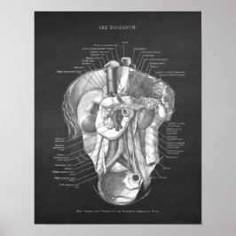 Duodeno Anatomía Arte Gastroenterólogo Decoración