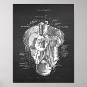 Duodeno Anatomía Arte Gastroenterólogo Decoración 