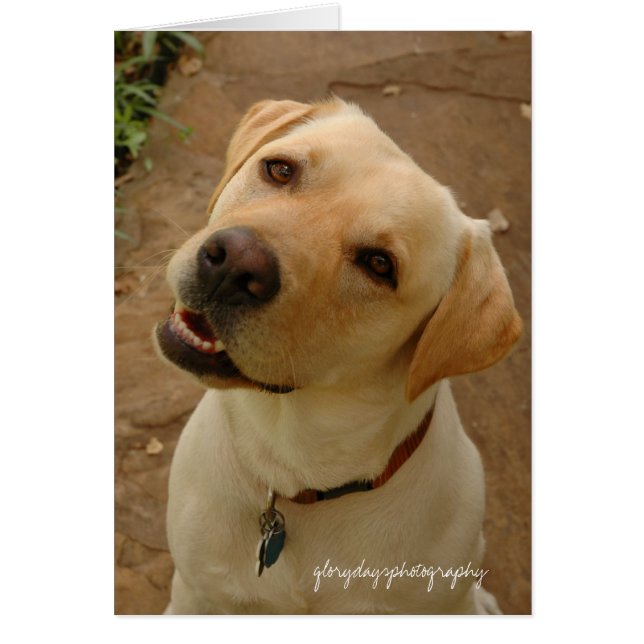 duque, glorydaysphotografía (Frente)