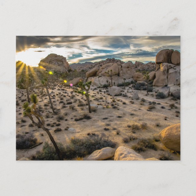 Dusk en la postal NP de Joshua Tree (Anverso)