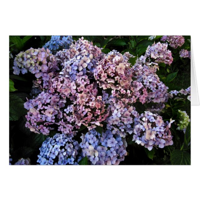 Dusky Hydrangeas (Anverso (Horizontal))