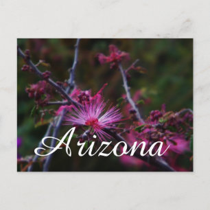 Duster de hadas rosadas, postal de Arizona