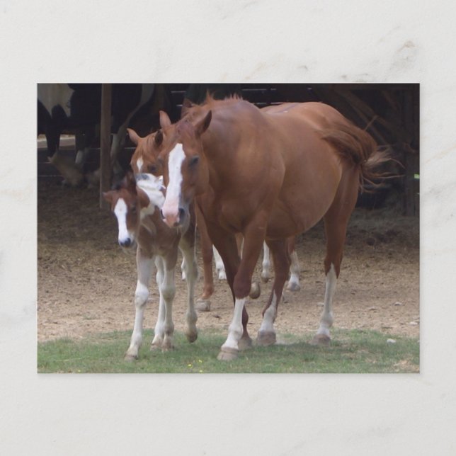 DX: Bonita postal para caballos (Anverso)