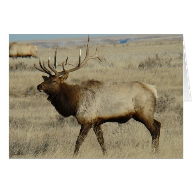 E55 Alce Toro (Anverso (Horizontal))