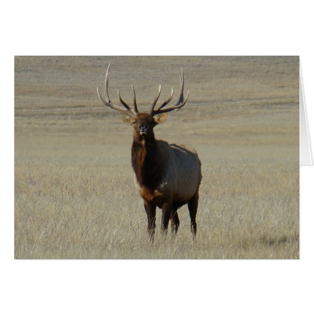 E59 Alce Toro (Anverso (Horizontal))