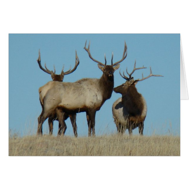 E60 Bull Elk Sky Lined (Anverso (Horizontal))