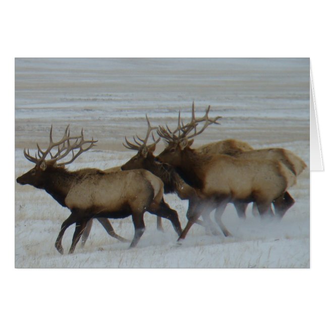 E64 Alce Toro Corriendo (Anverso (Horizontal))
