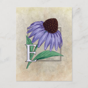 E para tarjetas monográficas de flor de Echinacea