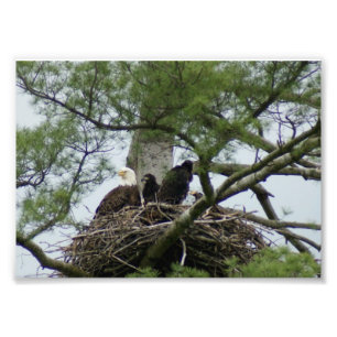 Eagel calvo en la impresión fotográfica x5 de la