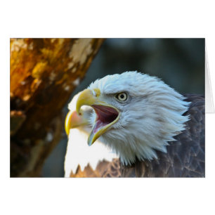 Eagle calvo