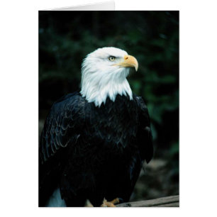 Eagle calvo