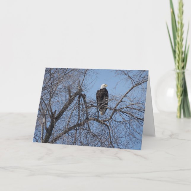 Eagle calvo americano en tarjeta del árbol - (Anverso)