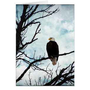 Eagle calvo en un árbol con el cielo azul y las