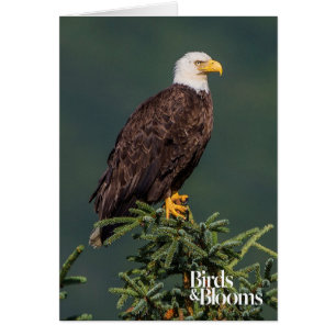 Eagle calvo real