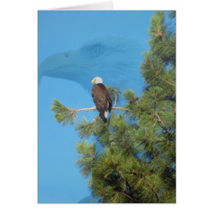 Eagle majestuoso