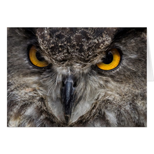 Eagle Owl (Anverso (Horizontal))